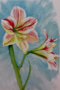 Notecard - Amaryllis Candy Cane